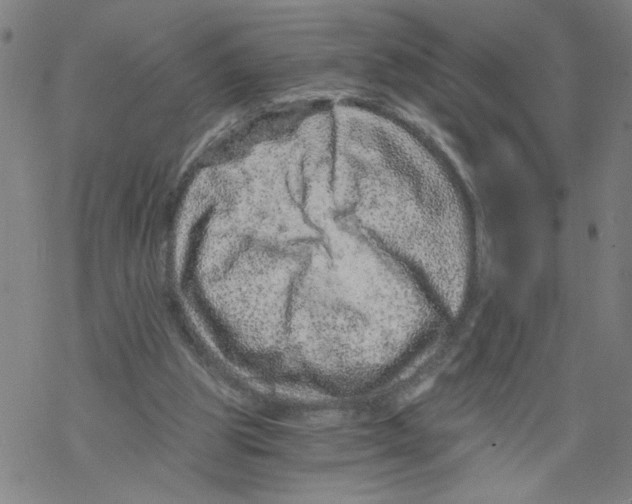 X0000068280153200605191902