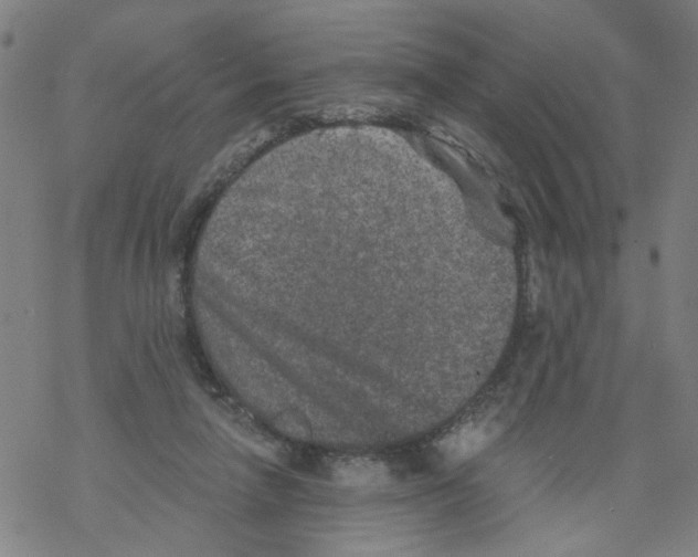 X0000068280258200605191900