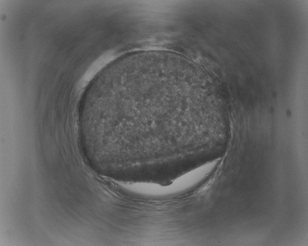 X0000068280295200605191900