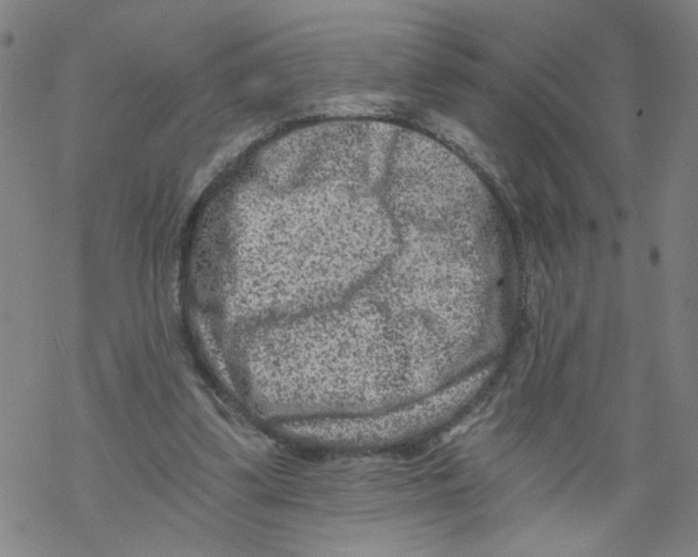 X0000068280299200605191900