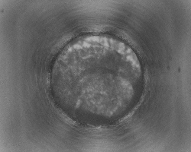 X0000068280305200605191900