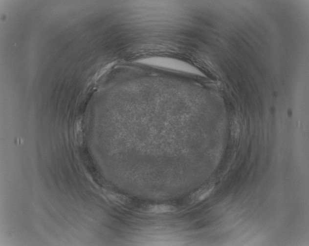 X0000068280360200605191859