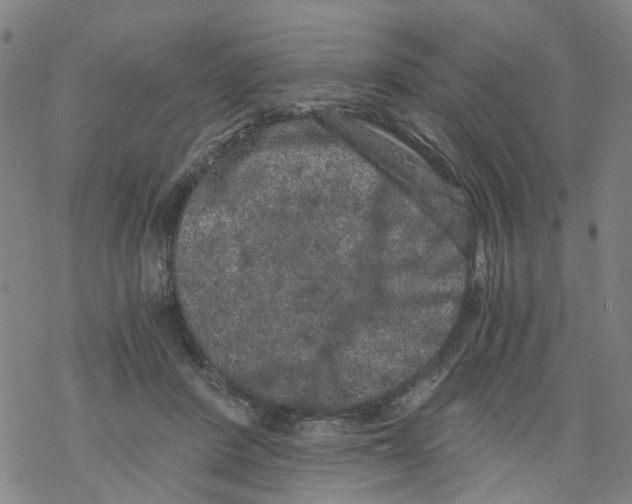 X0000068280408200605191858