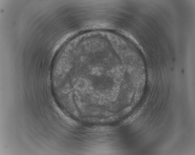 X0000068280629200605191854