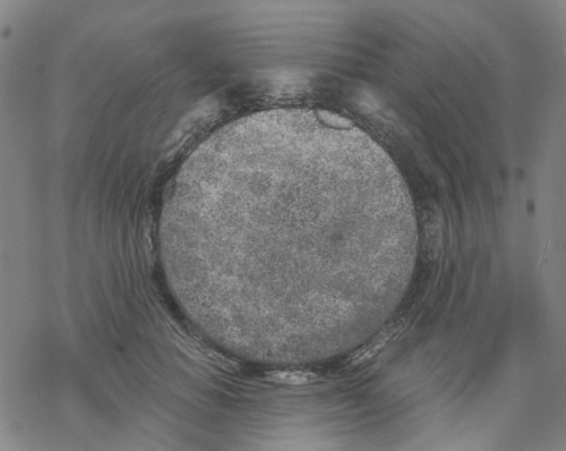 X0000068280654200605191854