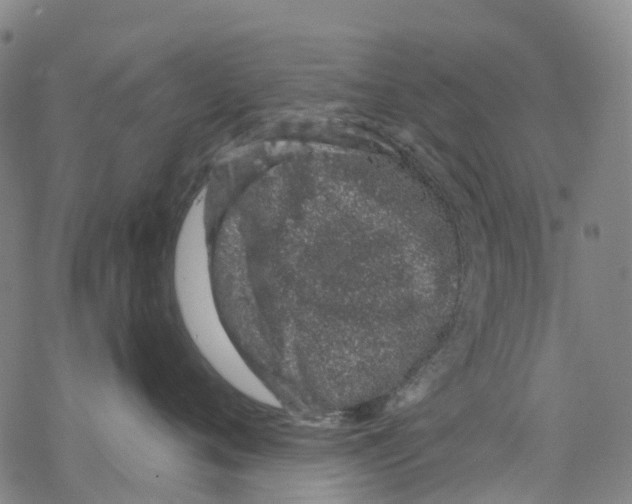 X0000068280720200605191853