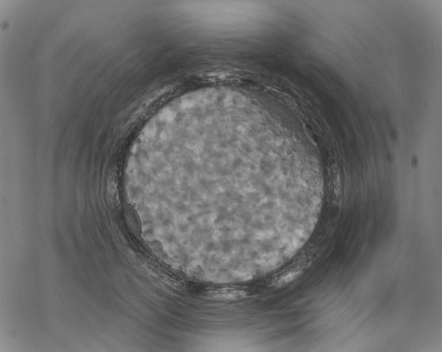 X0000068280754200605191853