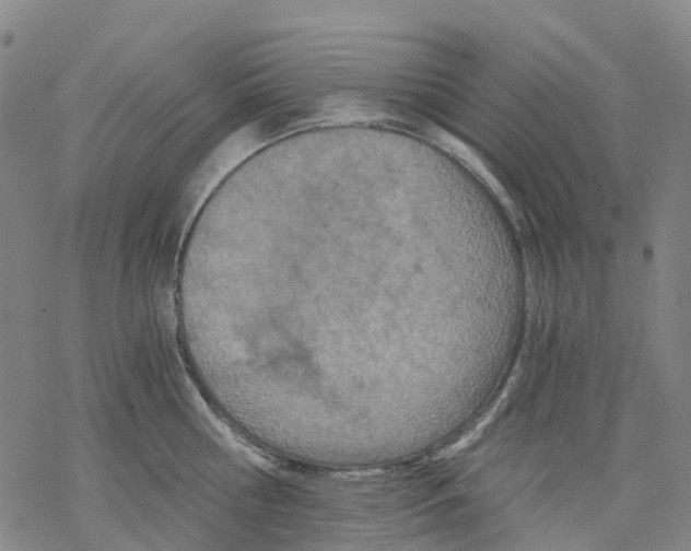 X0000068280810200605191852