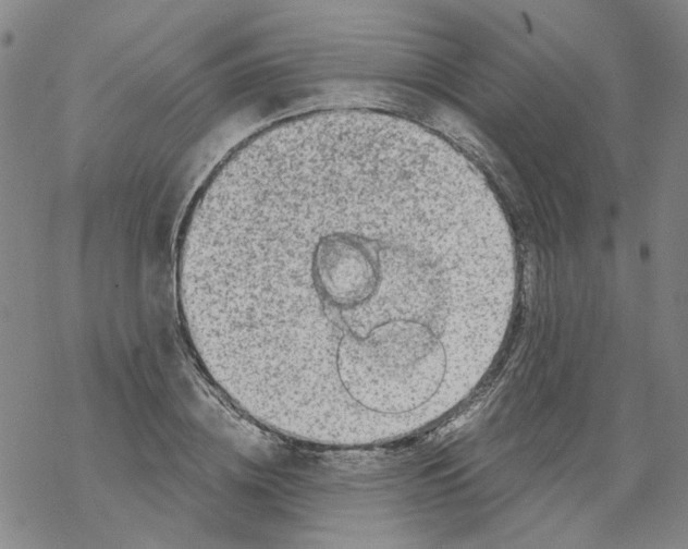 X0000068280836200605191851