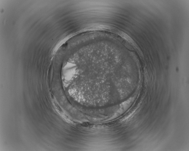 X0000068280842200605191851