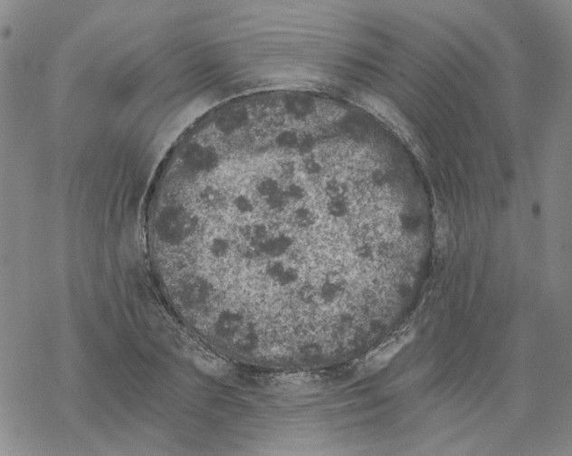 X0000068280883200605191850