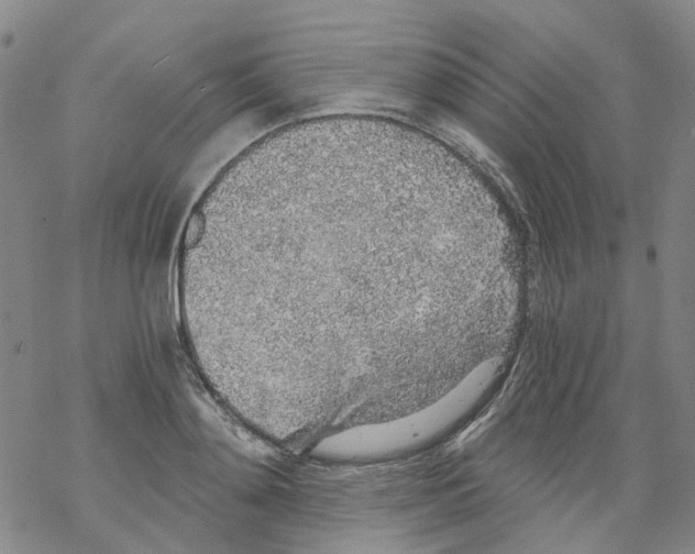 X0000068280892200605191850