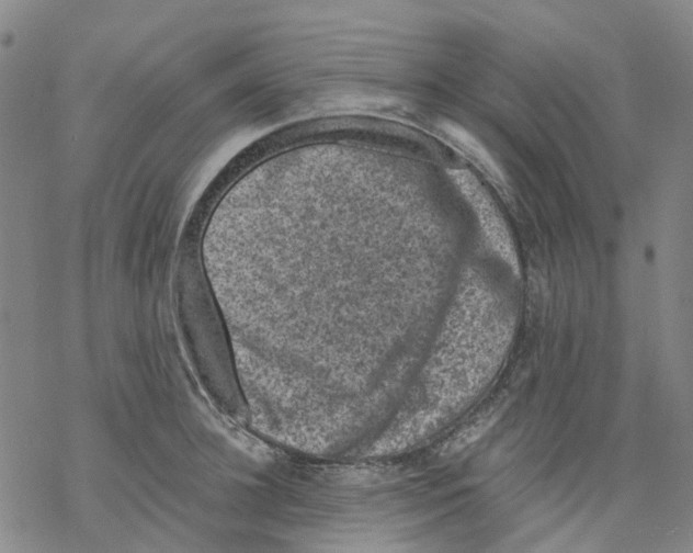 X0000068280948200605191850