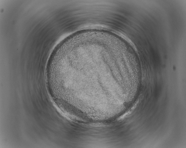 X0000068281037200605191848