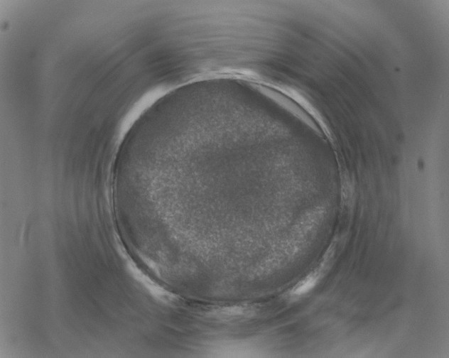 X0000068281054200605191848