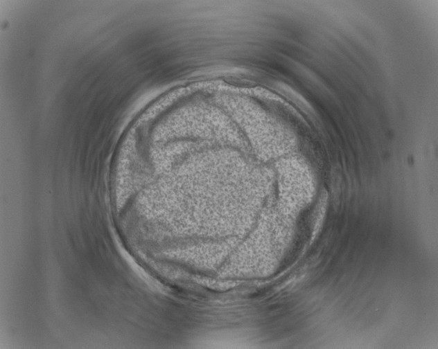 X0000068281055200605191848