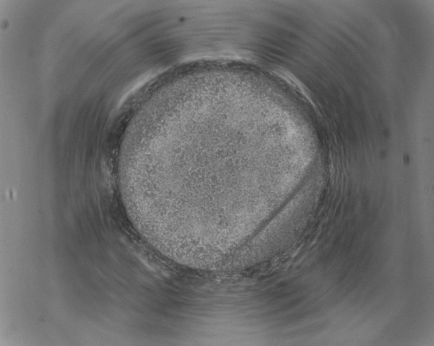 X0000068281064200605191848