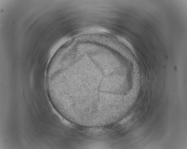 X0000068281103200605191847