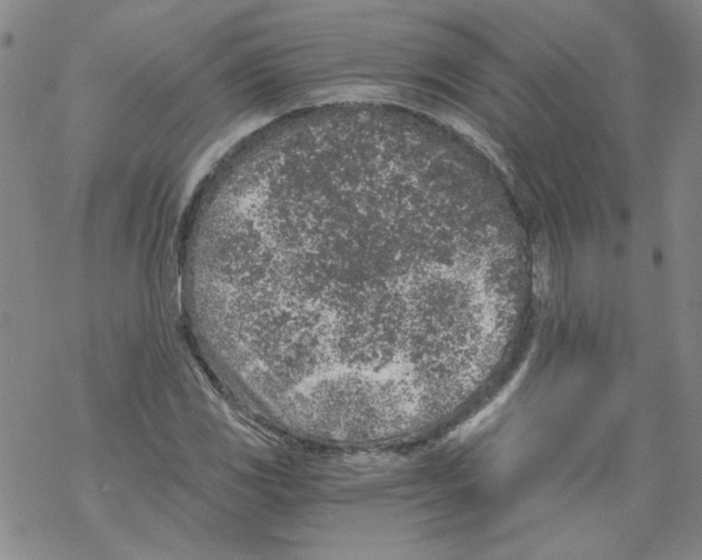 X0000068281117200605191846