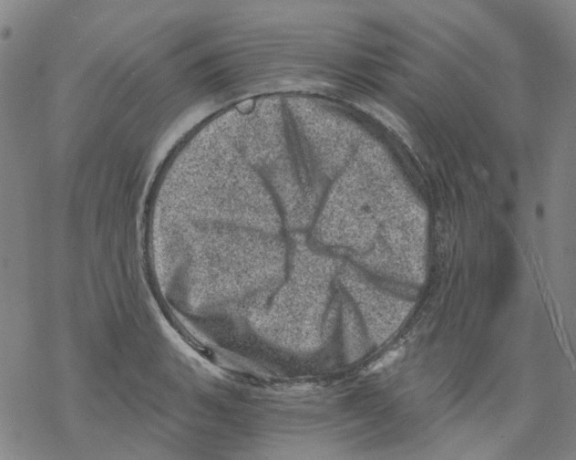 X0000068281135200605191847