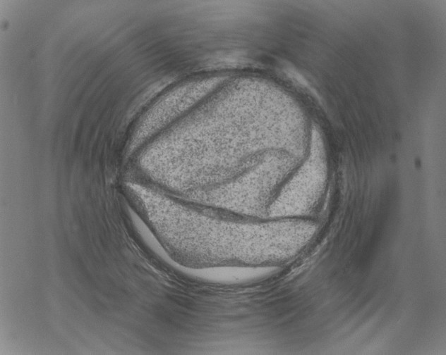 X0000068281217200605191845