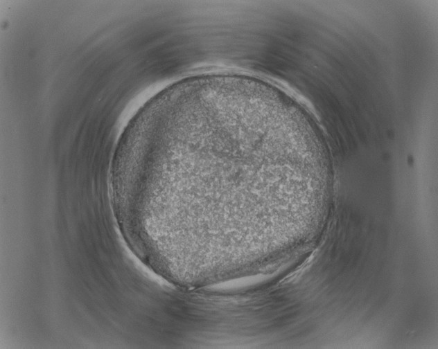 X0000068281239200605191845