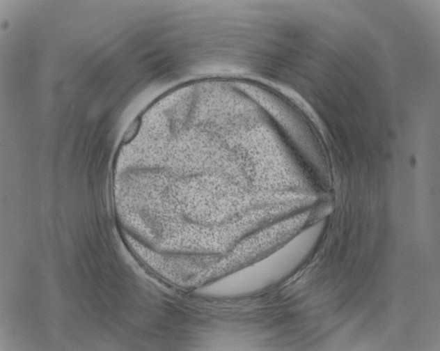 X0000068281295200605191844