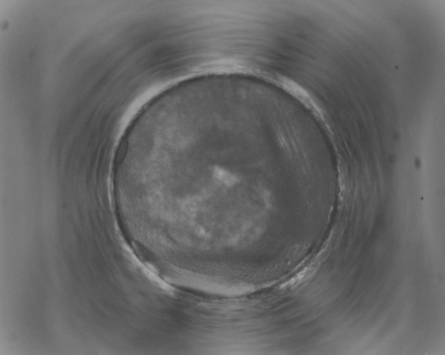 X0000068281334200605191844