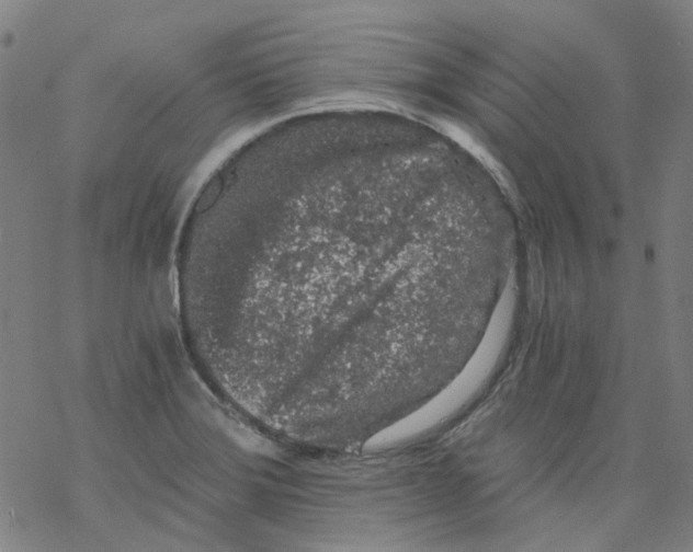 X0000068281372200605191843