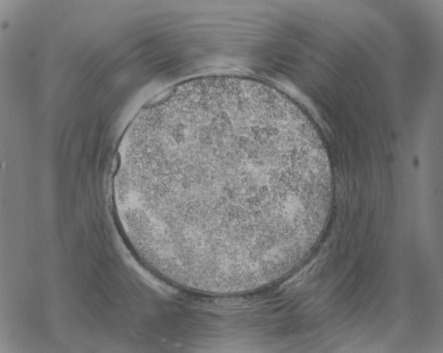 X0000068281383200605191842