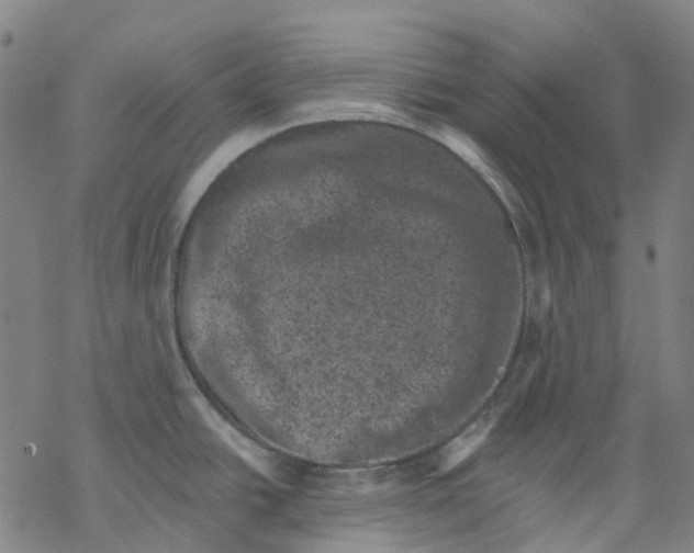 X0000068281438200605191842