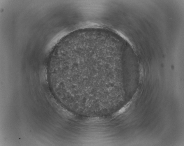 X0000068281455200605191841