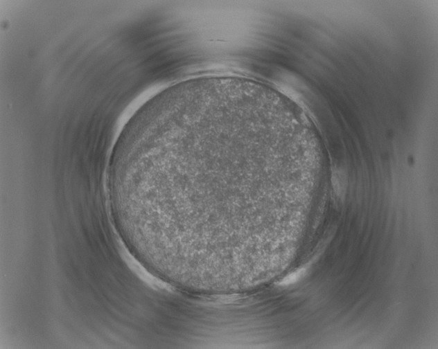 X0000068281482200605191841