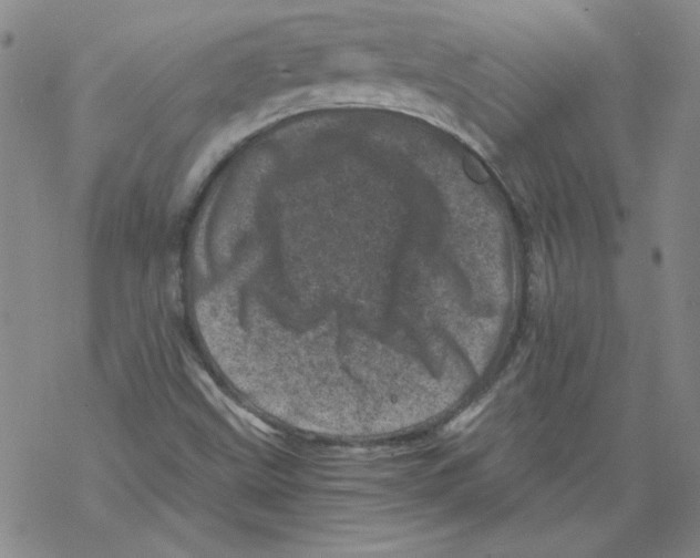 X0000068281499200605191840