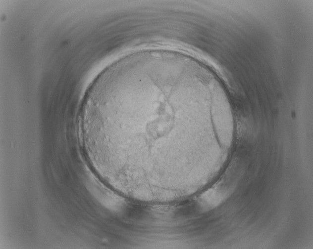 X0000068281514200605191840