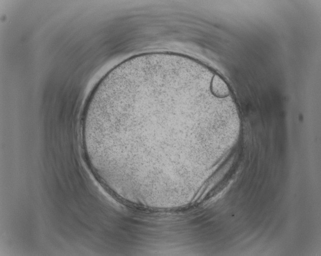 X0000068281517200605191840