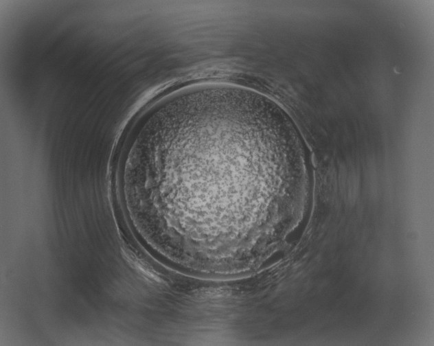 X0000068290100200604211147