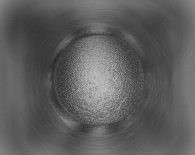 X0000068290116200604211147
