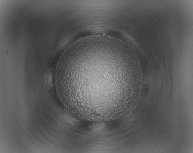 X0000068290124200604211147