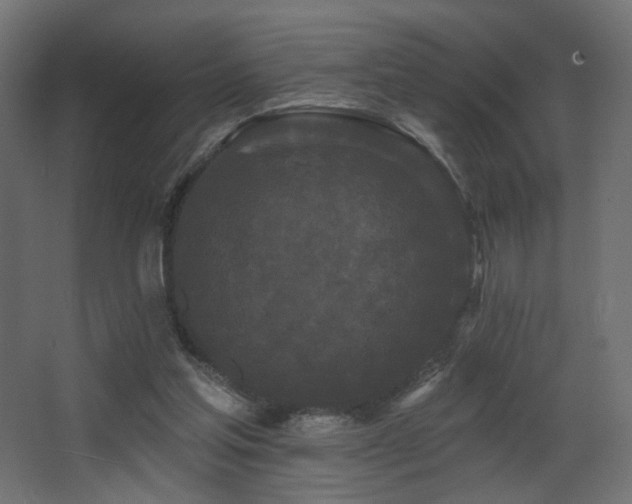 X0000068290205200604211146