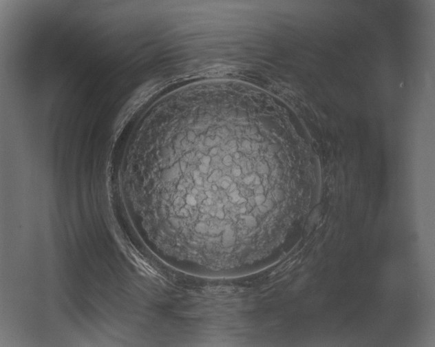 X0000068290242200604211144