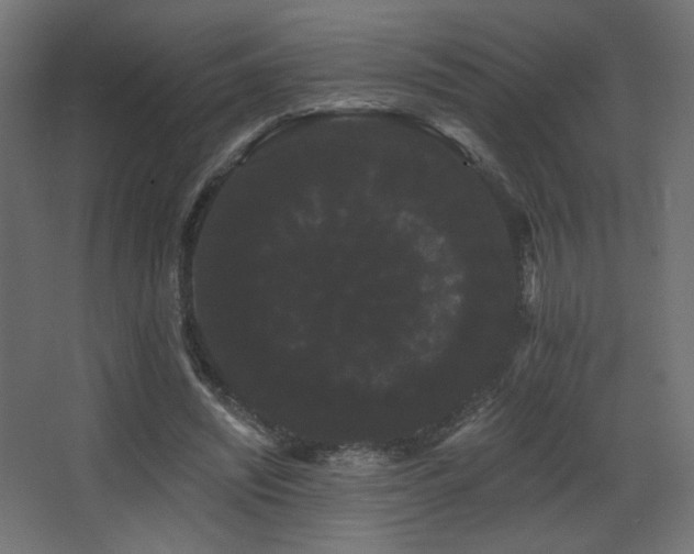 X0000068290444200604211141