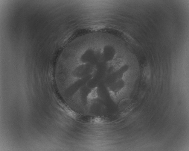 X0000068290565200604211140