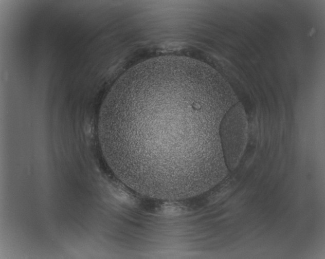 X0000068290608200604211139