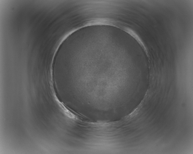 X0000068290996200604211132