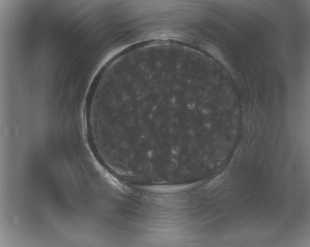 X0000068291032200604211132