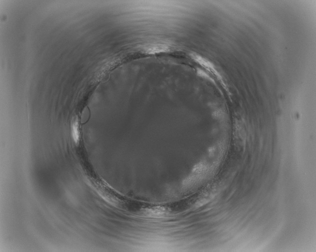 X0000068290069200604241309