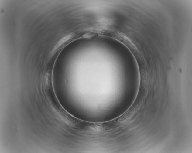 X0000068290071200604241309