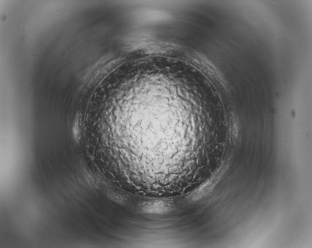X0000068290074200604241309