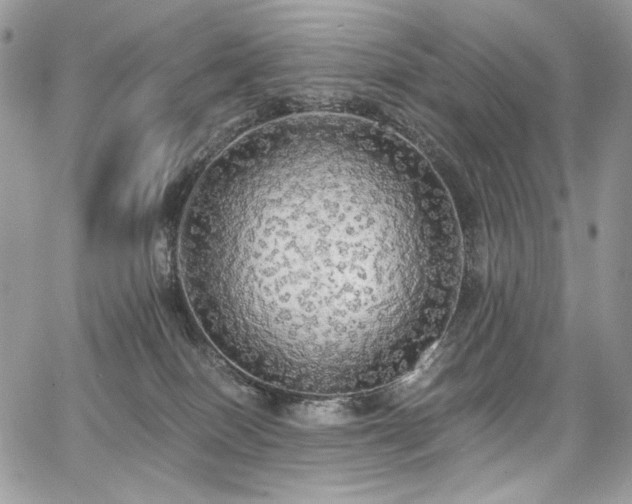 X0000068290086200604241310